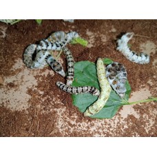 Gusanos de seda (Variedad de mutaciones)